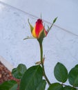 Close up of a perfect yellow and red rose bud Royalty Free Stock Photo