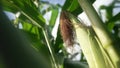 Close-up of a perfect young corn cob in golden sunlight against the background of a green corn field swaying easily from Royalty Free Stock Photo