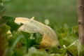 Close-up of a perfectly Ripe Bidwell Casaba Melon