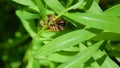 Periodical Brood X Cicada on a Plant, Close Up Royalty Free Stock Photo