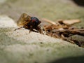 Periodical Brood X Cicada on a Rock, Close Up Royalty Free Stock Photo