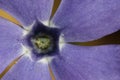 Close up of periwinkle flower Vinca minor