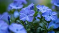 A close-up of periwinkle flowers in a garden, showcasing their delicate petals and soothing color palette with impeccable 8k