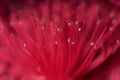Close up of perote flower Royalty Free Stock Photo