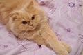 Close up persian cat