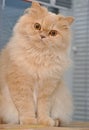 Close up persian cat