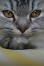 Close up of a Persian cat looking into the camera Royalty Free Stock Photo