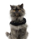 Close-up of a Persian cat wearing a shiny harness Royalty Free Stock Photo