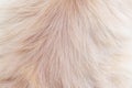 Persian fur cat light brown texture abstract for background , Natural animal patterns skin Royalty Free Stock Photo