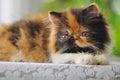 Close-up of a persian kitten