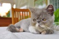 Close-up of a persian kitten