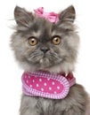 Close-up of Persian kitten dressed in pink