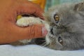 Close-up of a persian kitten hold by its owner Royalty Free Stock Photo
