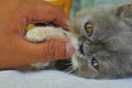 Close-up of a persian kitten hold by its owner