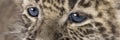 Close-up on a Persian leopard Cub (6 weeks) Royalty Free Stock Photo