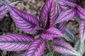 Persian Shield plant with purple leaves