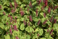 Persicaria fat domino