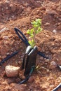 Close-up of a persimmon seedling