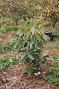  Close-up of a young avocado tree in winter on a farm field