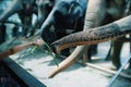 Close up person hand feeding vegetable to giant elephant trunk in the zoo.Cute Thai animal