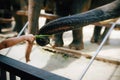 Close up person hand feeding vegetable to giant elephant trunk in the zoo.Cute Thai animal