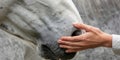 A close-up of a person hand gently stroking a horse muzzle, highlighting trust and friendship , concept of Gentle touch