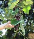 Close-up of a person holding a bunch of dark purple grapes growing on a vine