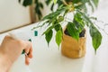 Close-up person spraying ficus tree in kraft paper pot. Indoor greenery. Concept of home gardening and houseplants care