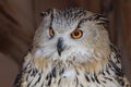 Close Up and Personal, Orange Eyes of an Eagle Owl Royalty Free Stock Photo