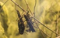 Close up on Peruvian black stick insect peruphasma schultei