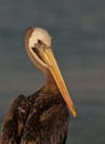 Close-up of Peruvian Pelican Royalty Free Stock Photo