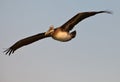 Close-up of Peruvian Pelican in flight Royalty Free Stock Photo