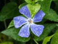 Close up of Pervinca flower Royalty Free Stock Photo