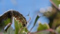 Close-up of a pest caterpillar eating farmers crops a a