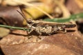 Close up pest Chorthippus brunneus or common field brown grasshopper on the ground eating green grass leaf Royalty Free Stock Photo