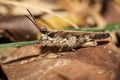 Close up pest Chorthippus brunneus or common field brown grasshopper on the ground eating green grass leaf Royalty Free Stock Photo