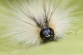 Close up of pest fall webworm, Hyphantria cunea