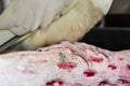 Close-up of a pet Cockatiel bird. Royalty Free Stock Photo