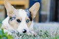 Merle Corgi dog portrait Royalty Free Stock Photo