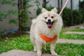 pet, pet owner walks with a small dog breed or Pomeranian and sticks out its tongue