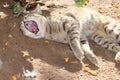 A pet tabby cat yawns while sleeping in the shade of a tree in the courtyard of the house