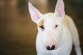 Close Up Pet White Bullterrier Dog