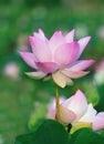 Close up petal pink lotus flowers in water pool
