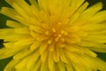 Close Up of Petal Tips At The Center Of Mountain Dandelion In Olympic Royalty Free Stock Photo