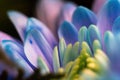 Close-up, petals of chrysanthemum flowers. Gentle pastel colors, emerald, blue and purple, green and yellow shades. Selective Royalty Free Stock Photo