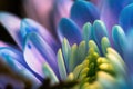 Close-up, petals of chrysanthemum flowers. Gentle pastel colors, emerald, blue and purple, green and yellow shades. Selective Royalty Free Stock Photo