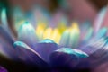 Close-up, petals of chrysanthemum flowers. Gentle pastel colors, emerald, blue and purple, green and yellow shades. Selective Royalty Free Stock Photo