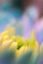 Close-up, petals of chrysanthemum flowers. Gentle pastel colors, emerald, blue and purple, green and yellow shades. Selective Royalty Free Stock Photo