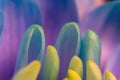 Close-up, petals of chrysanthemum flowers. Gentle pastel colors, emerald, blue and purple, green and yellow shades. Selective Royalty Free Stock Photo