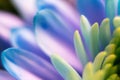 Close-up, petals of chrysanthemum flowers. Gentle pastel colors, emerald, blue and purple shades. Selective focus. The concept of Royalty Free Stock Photo
